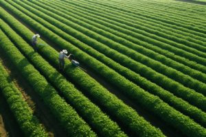 Unlocking the Future of Farming: Drone Technology’s Role in Sustainable Agriculture Insights