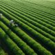 Unlocking the Future of Farming: Drone Technology’s Role in Sustainable Agriculture Insights